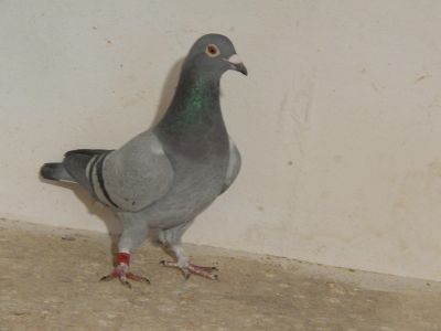 Pl-0153-17-3089 oryg.Piotr Bugała 