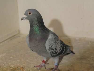 Pl-0153-17-3092 oryg.Piotr Bugała