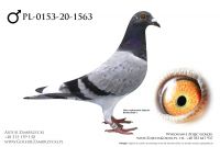 PL-0153-20-1563 - prawdopodobnie samczyk