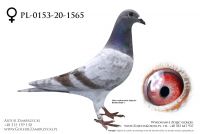 PL-0153-20-1565 - prawdopodobnie samiczka
