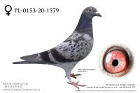 PL-0153-20-1569 - prawdopodobnie samiczka