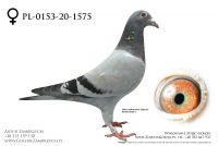 PL-0153-20-1575 - prawdopodobnie samiczka