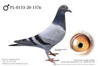 PL-0153-20-1576 - prawdopodobnie samczyk
