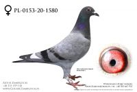 PL-0153-20-1580 - prawdopodobnie samiczka