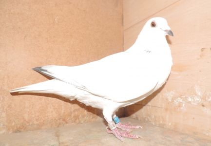 PL-0155-20-1050 - linia Ludo Claessens, 3/5 konk.