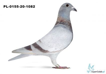 PL-0155-20-1082 - 4/5 konk. - brat I lotnika oddziału!