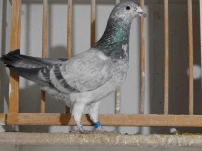 Pl-0160-16-1557 oryg. Kostorz- Żołkiewicz