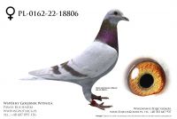 PL-0162-22-18806: Przyjaciele Golebi, min 73m, 23m z FINAŁU Gołąb z hodowli: Przyjaciele Golebi