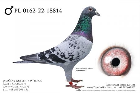 PL-0162-22-18814: Brzuchanski Tomasz, min 99m z FINAŁU Gołąb z hodowli: Brzuchanski Tomasz