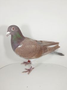 PL-0162-22-7832 Oryginał Wiesław Tokarczyk inbred ,,Big Boom”