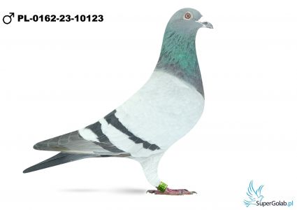 PL-0162-23-10123