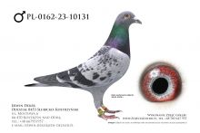 PL-0162-23-10131 - samiec