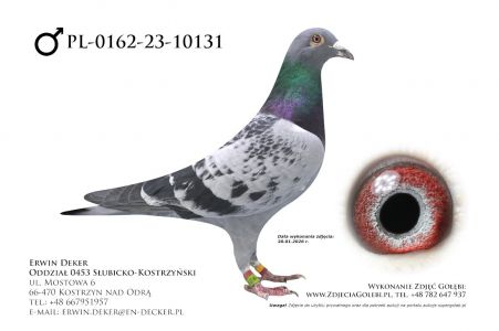 PL-0162-23-10131 - samiec