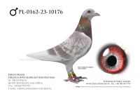 PL-0162-23-10176 - samiec