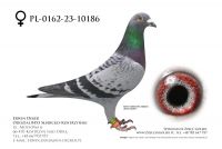 PL-0162-23-10186 - samica