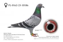 PL-0162-23-10186 - samica