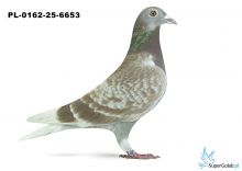 PL-0162-25-6653 26. OKRĘG ŚLĄSK WSCHÓD