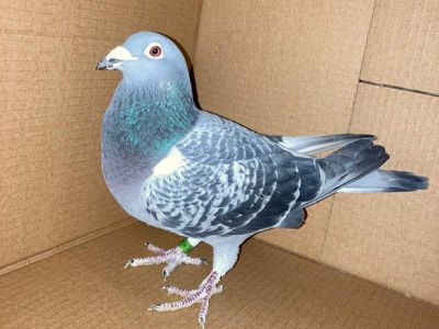 PL-0163-18-6028- Henryk i Artur Świtała