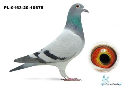 PL-0163-20-10675