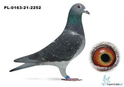 PL-0163-21-2252 - 1 gołąb z finału - Tadeusz Gierczak