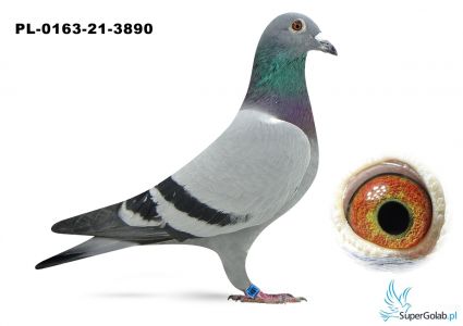 PL_0163-21-3890 Verkert x Hendriks