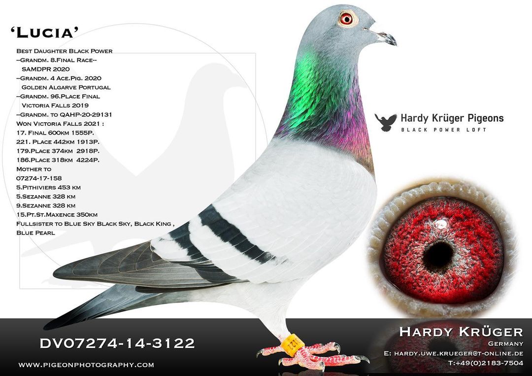 PL-0163-23-6404 - Profesjonalny portal aukcyjny gołębi