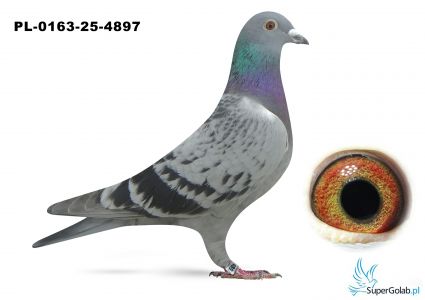 PL_0163-25-4897
