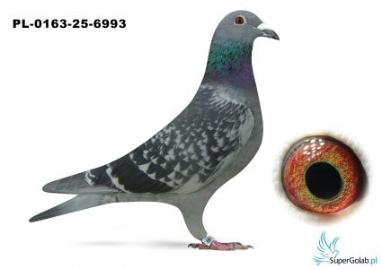 PL-0163-25-6993