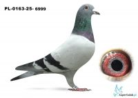 PL-0163-25-6999
