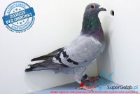 PL-0166-17-2506