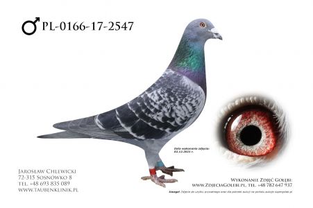 PL-0166-17-2547 oryg. Marcin Bochynek. Syn super lotnika 06-2188 x linia Olimp.