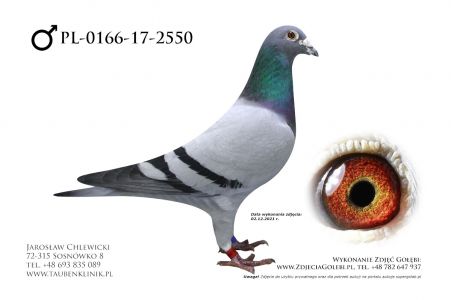 PL-0166-17-2550 oryg. Marcin Bochynek. Ojciec i matka z linii Olimpijczyków + DV-6959-14-165