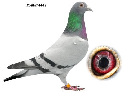 PL-0167-14-19 - 0-1, oryg. Z Oleksiak - gołąb z drużyny I Przodownika Polski z linii Olimpijczyków