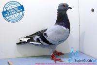 PL-0167-17-22940
