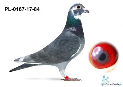 PL-0167-17-84- org Zbigniew Oleksiak