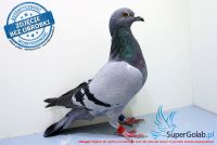 PL-0169-17-2225