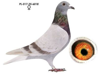 PL-017-25-6018 Podwójny Wnuk 545 K.Kuś x Inbred 808 K. Paszek