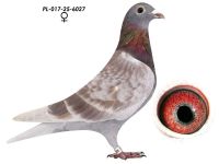 PL-017-25-6027 Linia 808 x Dirk Van Dyck Schellens