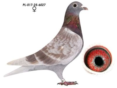 PL-017-25-6027 Linia 808 x Dirk Van Dyck Schellens