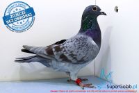 PL-0170-17-2230