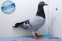 PL-0170-17-9502