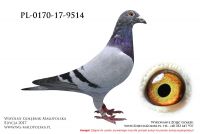 PL-0170-17-9514