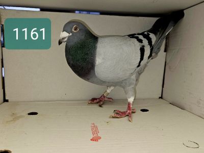 Pl-0170-20-1161 - Org. Ewa i Dariusz Marciszewski - imbred na olimpijkę 3001