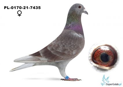 PL-0170-21-7435 Styczeń W i L