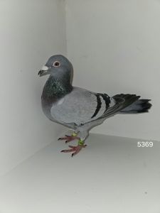 PL-0173-23-5369 A.Drappa po dwóch oryg. Tomasz Czapliński.