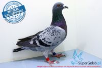 PL-0174-17-10404