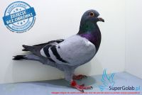 PL-0174-17-10405