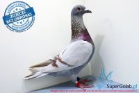 PL-0174-17-10412