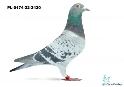 PL-0174-22-2430