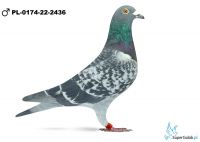 PL-0174-22-2436